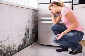 Reliable Stone Mountain, GA Mold Prevention & Removal  Solutions